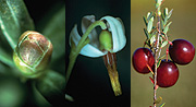 stages of cranberry development