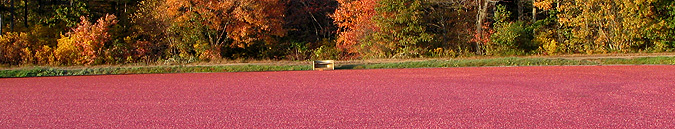 cranberry harvest with fall foliage