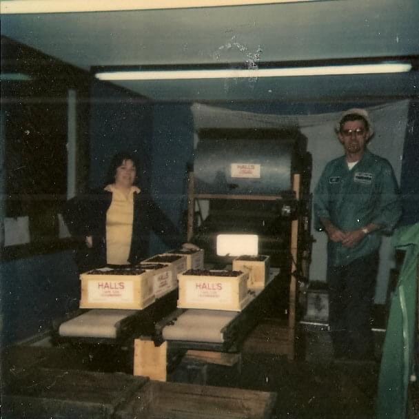 Alan’s parents Arthur H. Hall Sr and Carolyn Hall packing and shipping 5 lb boxes of cranberries.
