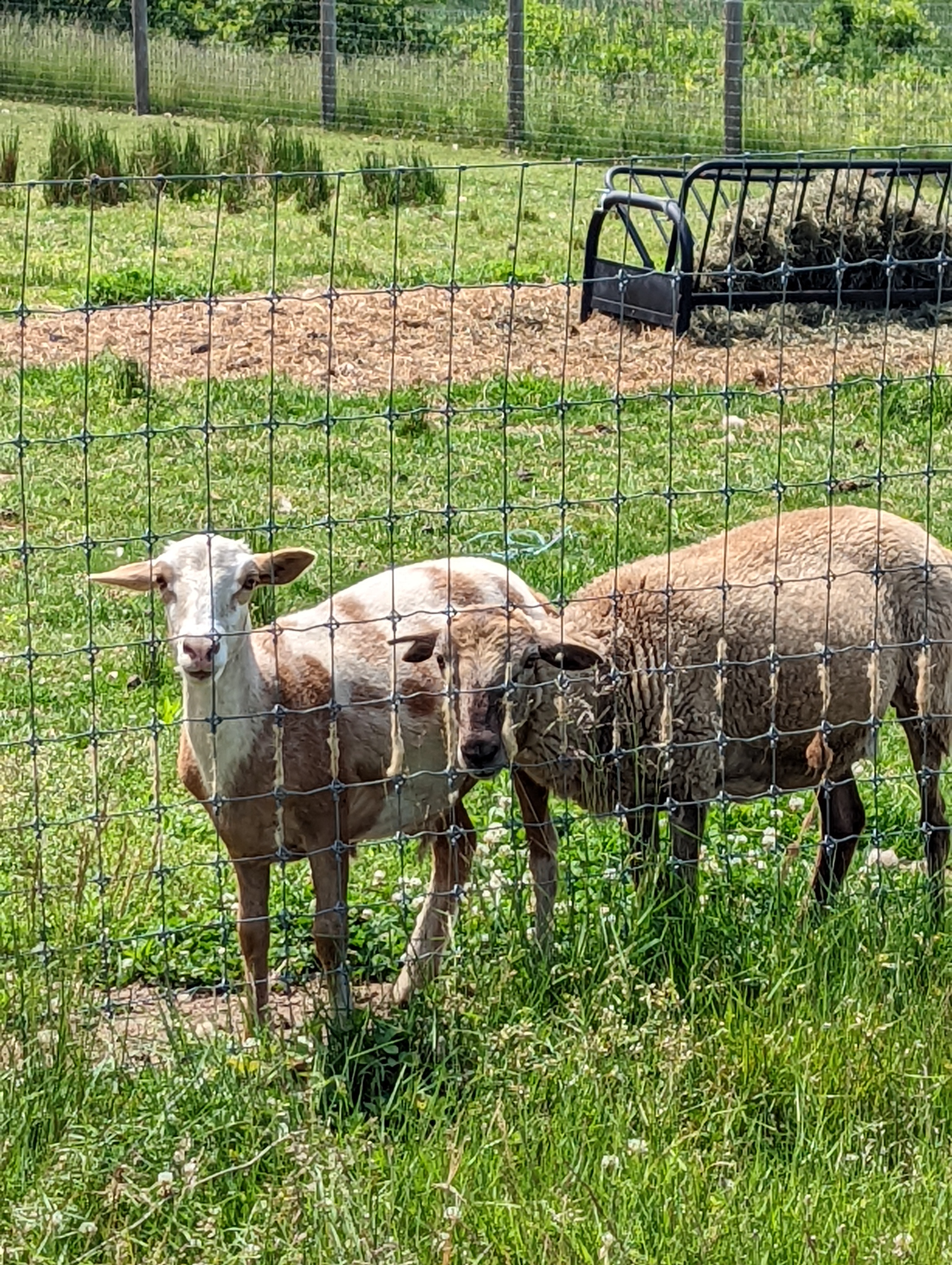Red Meadow sheep